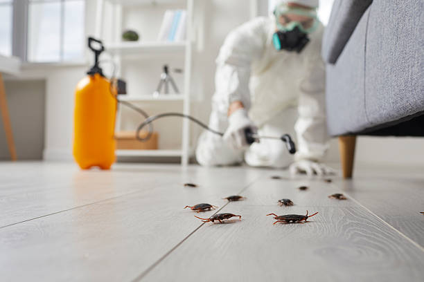 Commercial Kitchen Cockroach Control in Fairview